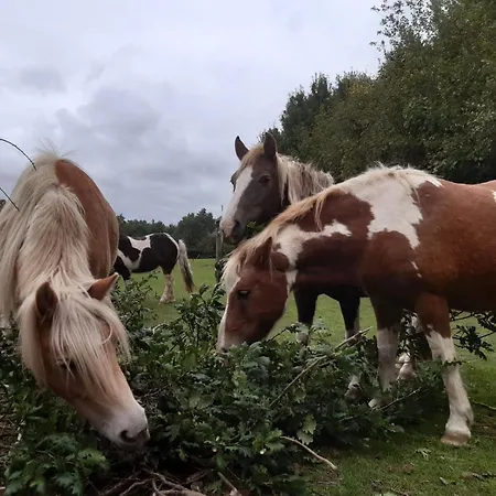 4 Sterne Ostsee Auf Dem Roehling Apartament *